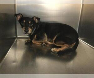 Chihuahua Dogs for adoption in Riverside, CA, USA