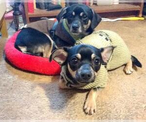 Chiweenie Dogs for adoption in Pittsburgh, PA, USA