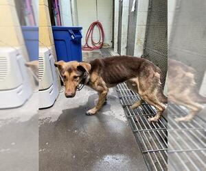 German Shepherd Dog Dogs for adoption in Stockton, CA, USA