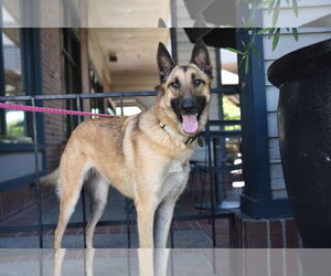 German Shepherd Dog Dogs for adoption in Modesto, CA, USA