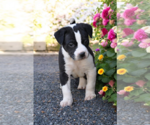 Border Collie-Rat Terrier Mix Dogs for adoption in McKinney, TX, USA