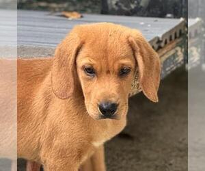 Labbe Dogs for adoption in Yardley, PA, USA