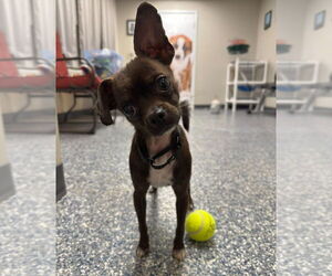 Chihuahua-Unknown Mix Dogs for adoption in Bemidji, MN, USA