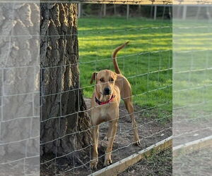 Labrador Retriever-Unknown Mix Dogs for adoption in New London, WI, USA
