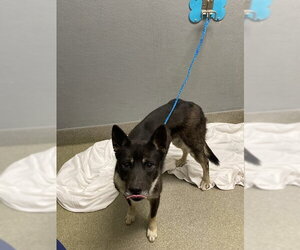 Collie-Unknown Mix Dogs for adoption in Las Vegas, NV, USA