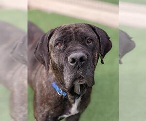 Mastiff Dogs for adoption in Sacramento, CA, USA