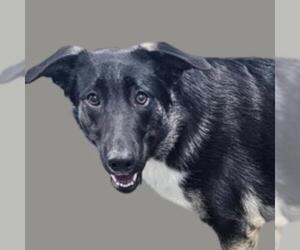 German Shepherd Dog-Huskies Mix Dogs for adoption in Evansville, IN, USA