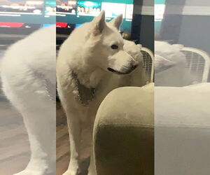 Huskies -Unknown Mix Dogs for adoption in Crossville, AL, USA