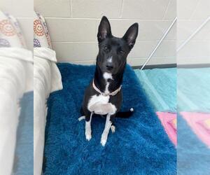 Basenji-Border Collie Mix Dogs for adoption in Fort Wayne, IN, USA