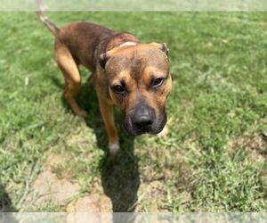 American Pit Bull Terrier-German Shepherd Dog Mix Dogs for adoption in Tulsa, OK, USA