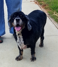 Cocker Spaniel Dogs for adoption in Staley, NC, USA