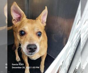 Chihuahua-Unknown Mix Dogs for adoption in San Antonio, TX, USA