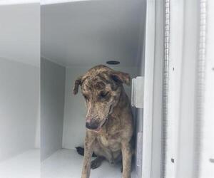 German Shepherd Dog-Unknown Mix Dogs for adoption in Houston, TX, USA