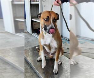 Boxer-Unknown Mix Dogs for adoption in Bakersfield, CA, USA