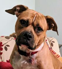 Bull-Boxer Dogs for adoption in Little Rock, AR, USA