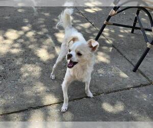 Chihuahua-Unknown Mix Dogs for adoption in Plano, TX, USA