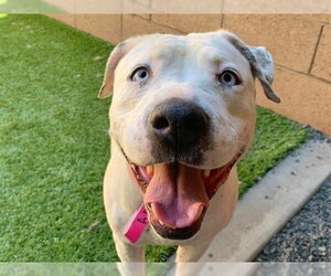 Mutt Dogs for adoption in Moreno Valley, CA, USA