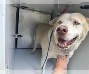 Siberian Husky-Unknown Mix Dogs for adoption in Houston, TX, USA