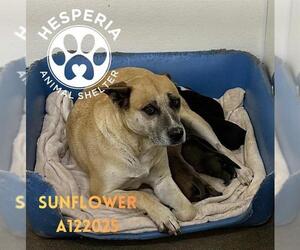 German Shepherd Dog-Unknown Mix Dogs for adoption in HESPERIA, CA, USA