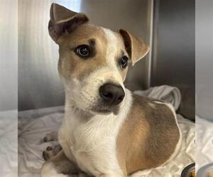 Mutt Dogs for adoption in San Antonio, TX, USA
