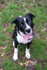 Border Collie Dogs for adoption in Saint Louis, MO, USA