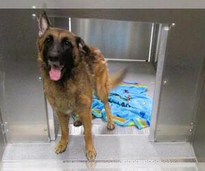 German Shepherd Dog Dogs for adoption in Orange, CA, USA