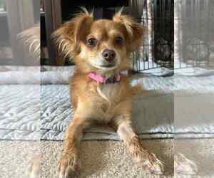 Mutt Dogs for adoption in Woodbury, NY, USA