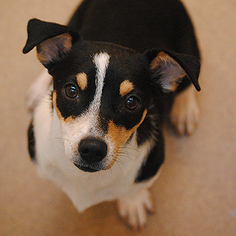 Rat-Cha Dogs for adoption in Kanab, UT, USA