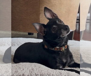 Chihuahua Dogs for adoption in Mechanicsburg, PA, USA