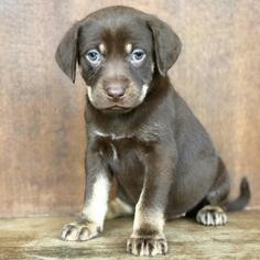 Rottweiler Dogs for adoption in Fredericksburg, TX, USA