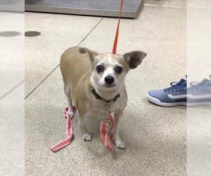 Chihuahua Dogs for adoption in Riverside, CA, USA