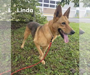 Chihuahua-Unknown Mix Dogs for adoption in Virginia Beach, VA, USA