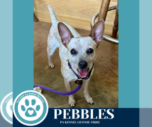 Chihuahua-Unknown Mix Dogs for adoption in Kimberton, PA, USA