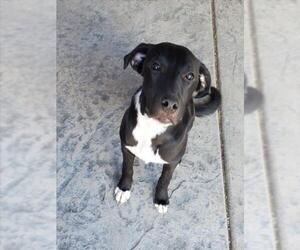 American Pit Bull Terrier-Unknown Mix Dogs for adoption in Las Vegas, NV, USA