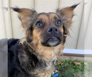 ShiChi Dogs for adoption in Center Township, PA, USA