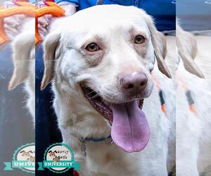 Labrador Retriever-Unknown Mix Dogs for adoption in Kennesaw, GA, USA