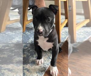 Staffordshire Bull Terrier Dogs for adoption in Fort Collins, CO, USA
