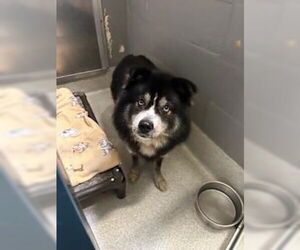 Siberian Husky-Unknown Mix Dogs for adoption in Alameda, CA, USA