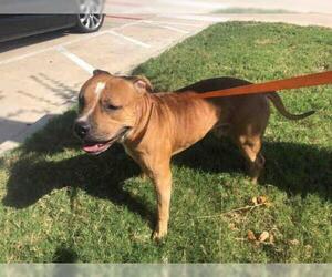 American Bulldog-Chinese Shar-Pei Mix Dogs for adoption in Georgetown, TX, USA