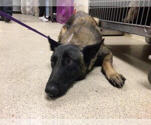 Mutt Dogs for adoption in Riverside, CA, USA