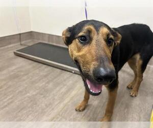 German Shepherd Dog Dogs for adoption in Pasadena, CA, USA