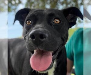 American Pit Bull Terrier-Labrador Retriever Mix Dogs for adoption in Texas City, TX, USA