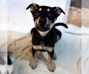 Labrador Retriever-Unknown Mix Dogs for adoption in San Antonio, TX, USA
