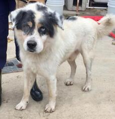 Great Pyrenees-Unknown Mix Dogs for adoption in Livingston, TX, USA