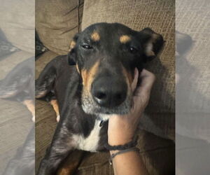 Mutt Dogs for adoption in Oakhurst, NJ, USA