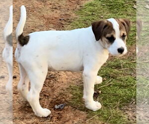 Mutt Dogs for adoption in Rockaway, NJ, USA
