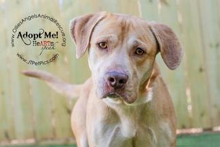 Labrador Retriever-Unknown Mix Dogs for adoption in GREENLAWN, NY, USA