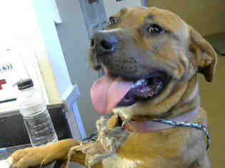 Mastador Dogs for adoption in Sacramento, CA, USA