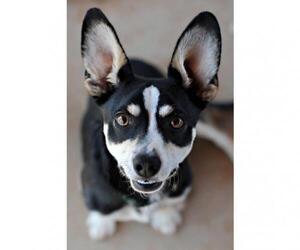 Cardigan Welsh Corgi Dogs for adoption in Kanab, UT, USA