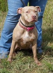 American Pit Bull Terrier Dogs for adoption in Dickson, TN, USA